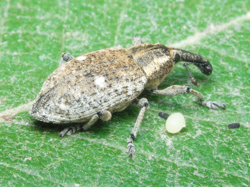 Lepyrus palustris (Scopoli, 1763)